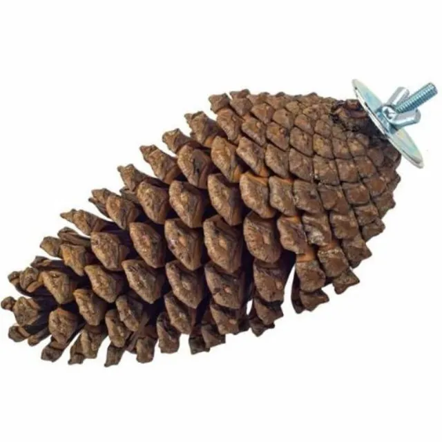 Naturlig fødesøgning Pine Cone Large